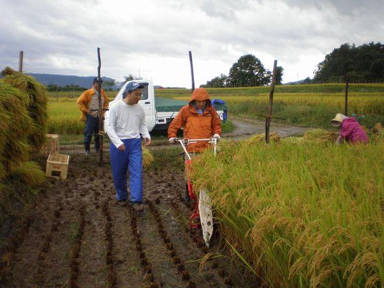 稲刈り体験ツアーで耕作者の指導の下バインダーを使った稲刈りをするツアー参加者の写真