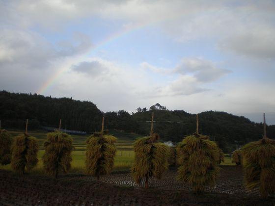 虹が掛かる雨上がりの空の下に稲穂の杭かけが並ぶ能中・椹平の棚田の写真