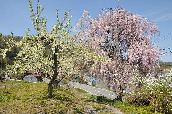しだれ桜とスモモの木の写真
