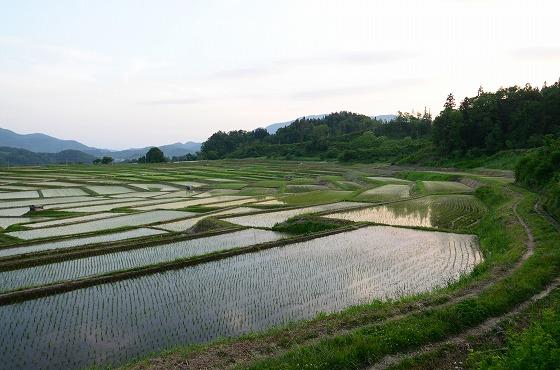 午後3時頃に田んぼ近くから椹平の棚田と一緒に大朝日岳を遠望する写真