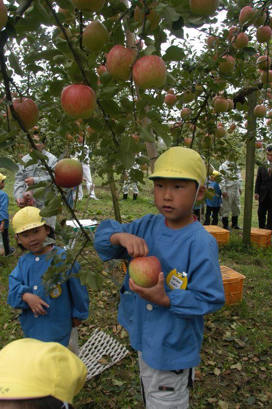 りんごのもぎ取り作業をする、さゆり保育園の園児たちの写真