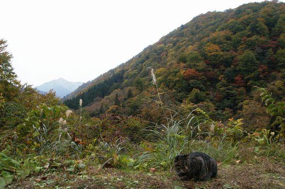 猫とともに朝日鉱泉より大朝日岳を望む様子の写真