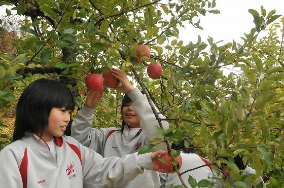 りんごの収穫をする女の子たちの写真