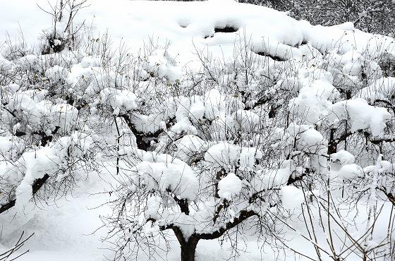 りんごの木に雪がつもっている写真