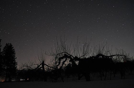 星空の影となるりんごの木の写真