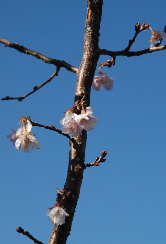 桜のピンクと空のブルーとのコントラストを表現した写真