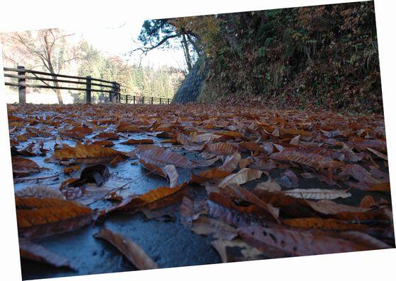 散歩道の枯葉のじゅうたんの写真