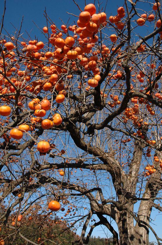 柿のオレンジと空のブルーとのコントラストを表現した写真