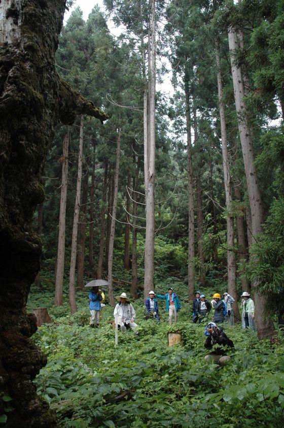 高田山ブナ林探索会の写真3