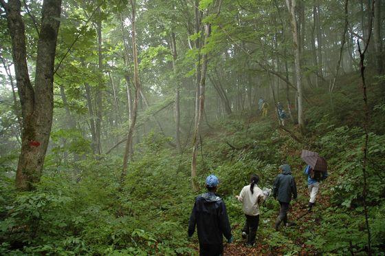 高田山ブナ林探索会の写真7