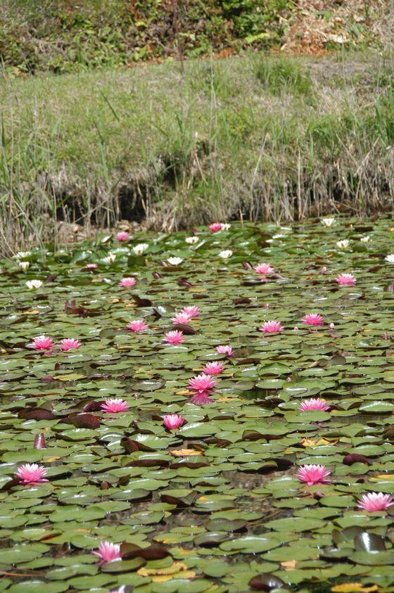 昼方に撮影した大谷地内ため池の睡蓮の写真3
