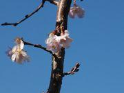 師走の寒桜の写真