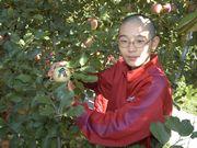 りんご収穫の様子の写真