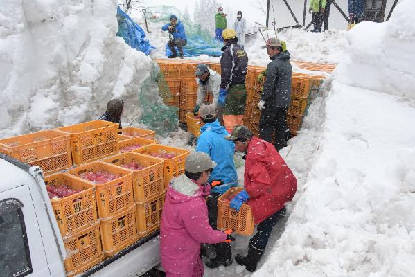 雪りんごの積み込みの様子の写真