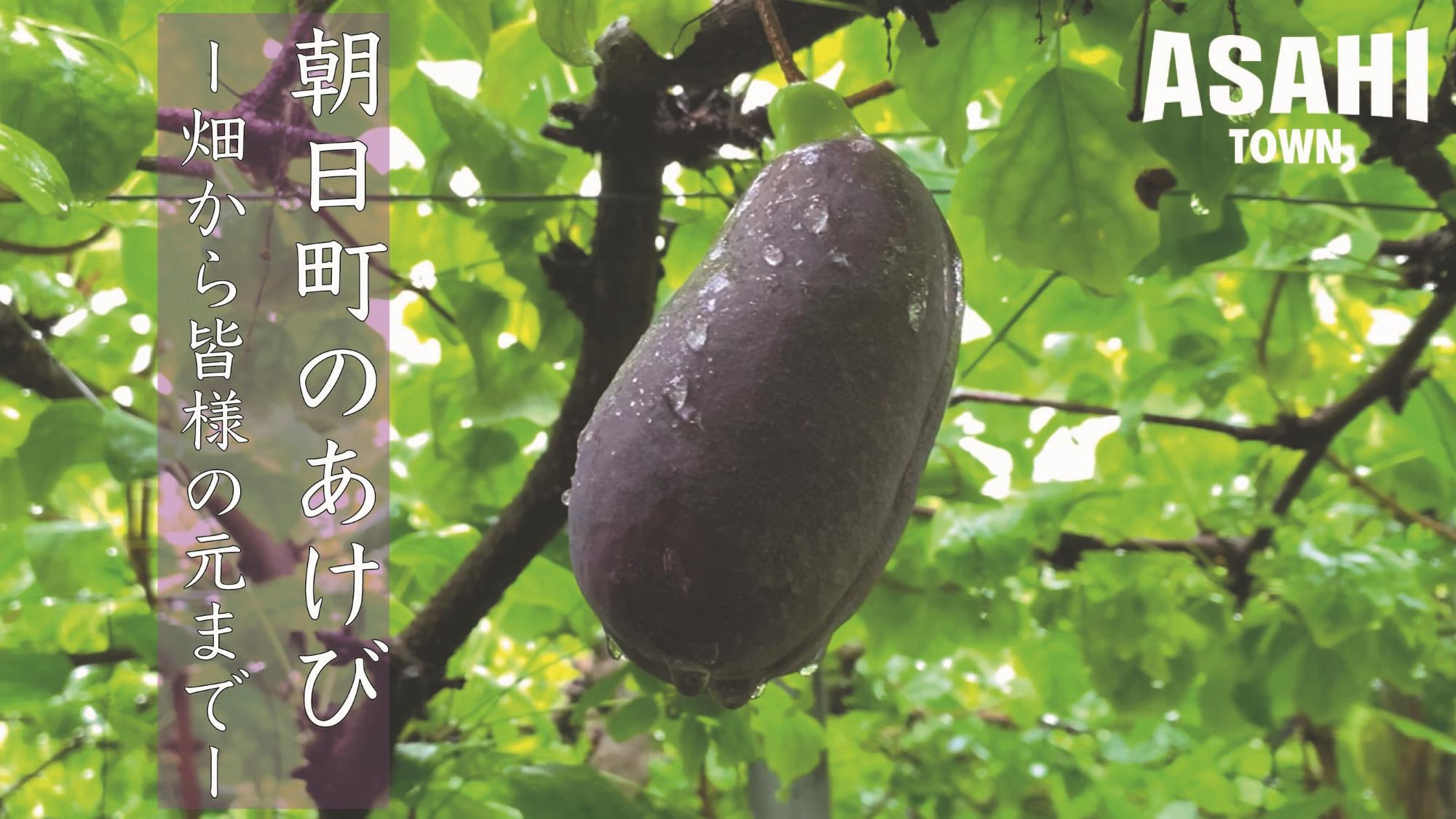 朝日町特産のアケビのPR動画を作成しました！／朝日町ホームページ