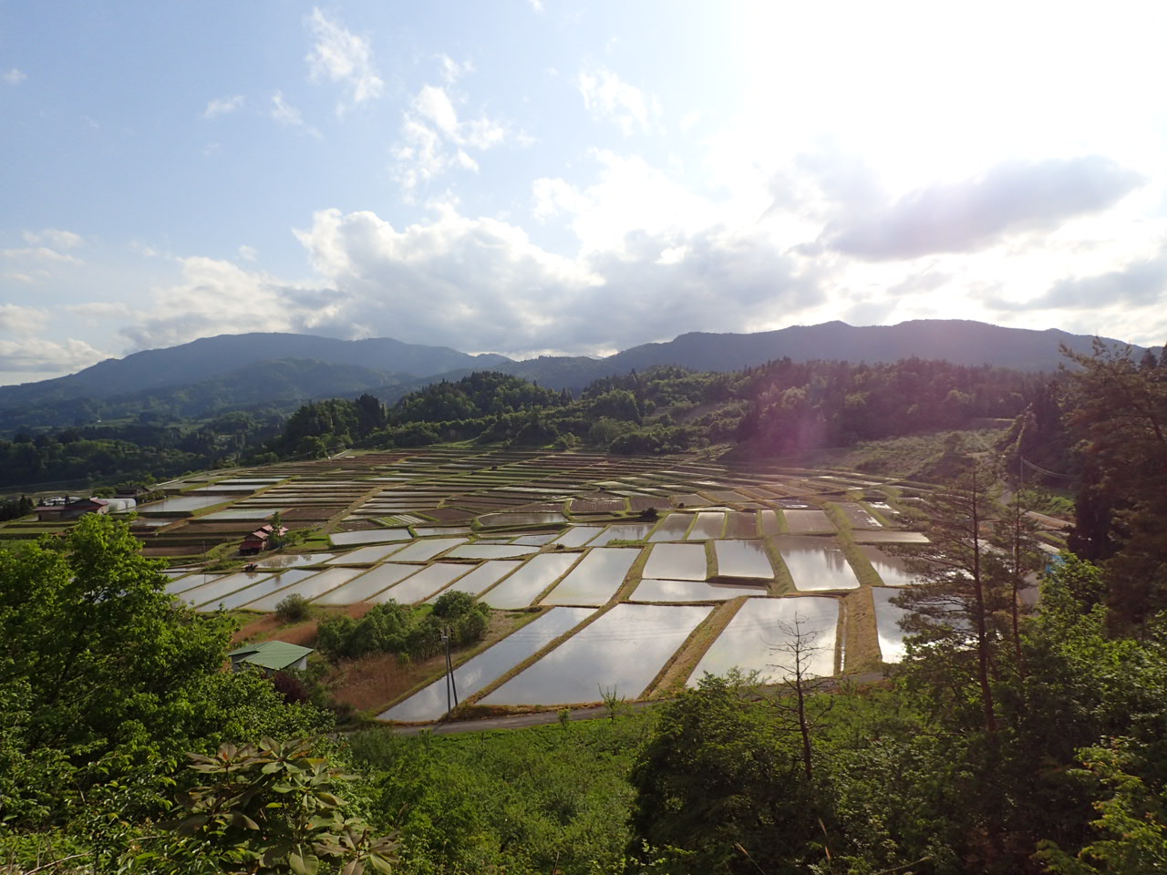 5月22日の棚田