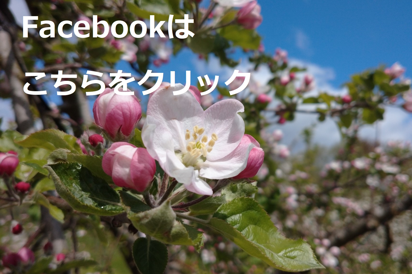あさひりんごの郷協議会facebook