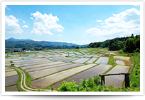 田園